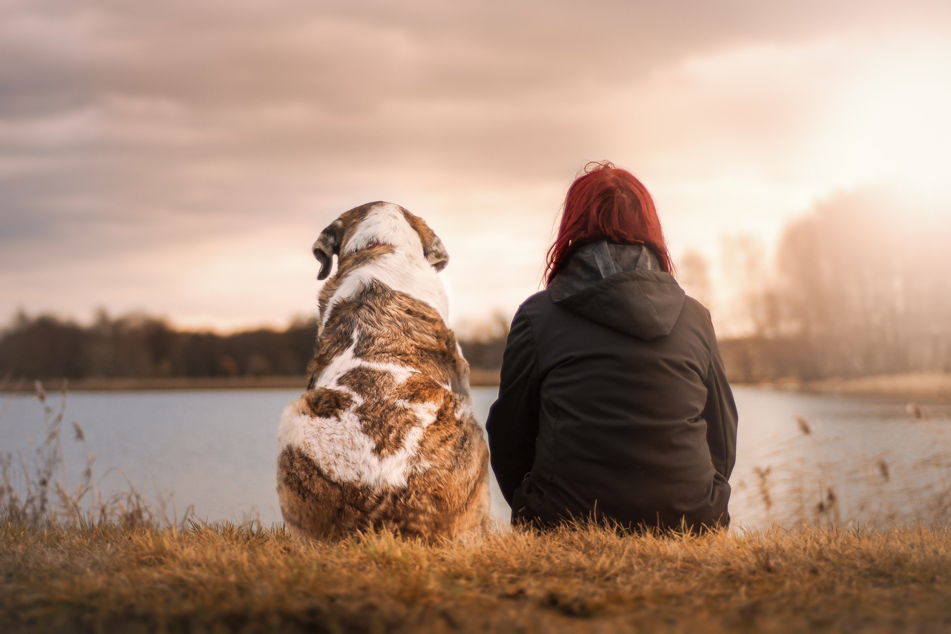 Agila Hundehaftpflicht Test – Tarif Exklusiv Erfahrungen und Kündigen