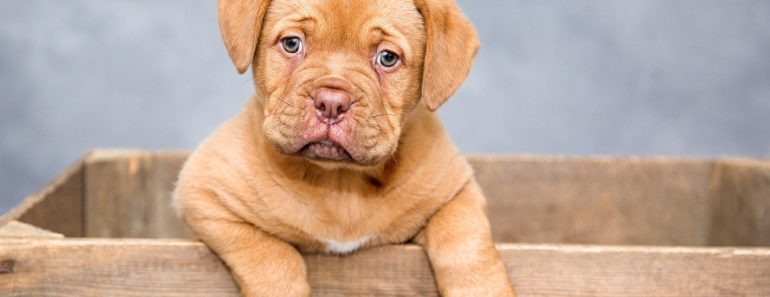 LVM Hundehaftpflicht Test – Erfahrungen und Kosten beim Anbieter Stand 2024